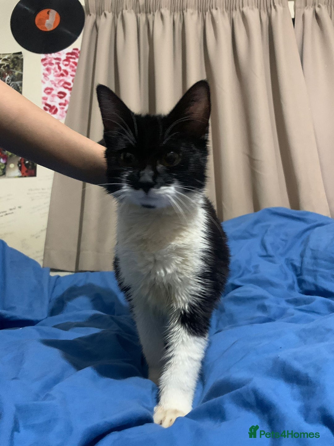 Mixed Breed cats for adoption: 4 lovely kittens looking for there forever home  - Advert 5