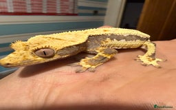 Gecko reptiles for sale: Lilywhite Crested Geckos  - Image 18