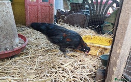 Chickens poultry for sale: 4 araucana x maran cockerels  - Advert 4