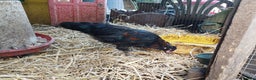 Chickens poultry for sale: 4 araucana x maran cockerels  - Advert 4