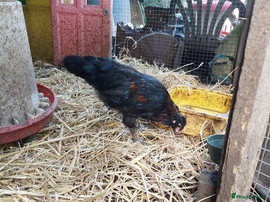 Chickens poultry for sale: 4 araucana x maran cockerels  - Advert 4
