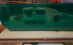 Gerbil rodents for sale: 3 Male Gerbils - Image 4