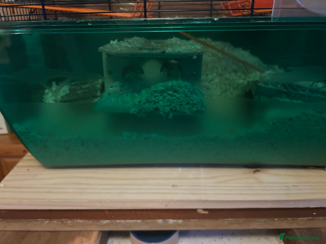 Gerbil rodents for sale: 3 Male Gerbils - Image 4