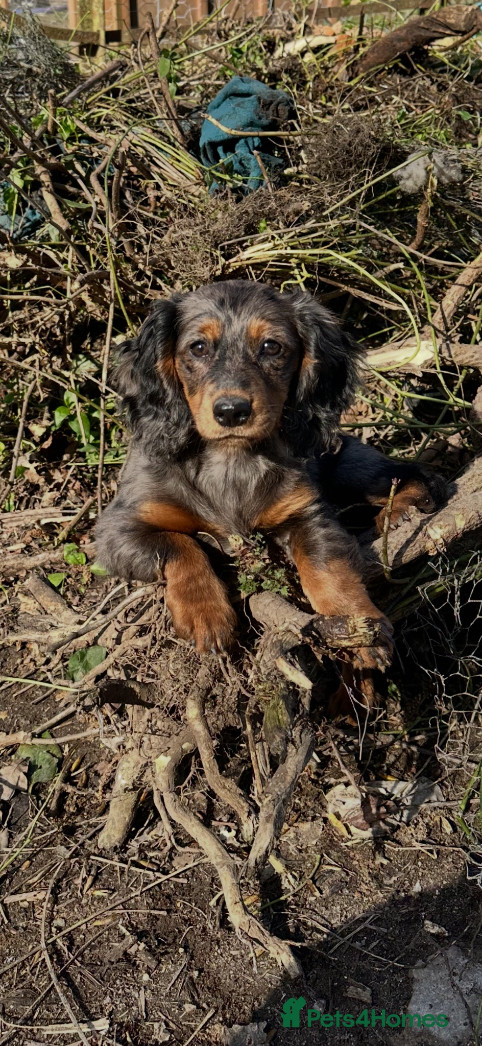 Mixed Breed dogs Dachshund x spaniel puppy 6 months  - Advert 4