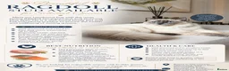 Ragdoll cats for stud: Blue point ragdoll stud  - Advert 1