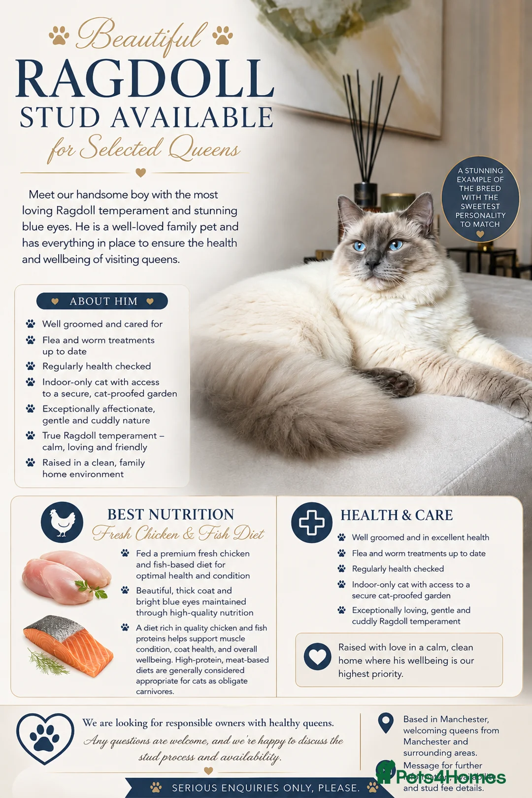 Ragdoll cats for stud: Blue point ragdoll stud  - Advert 1
