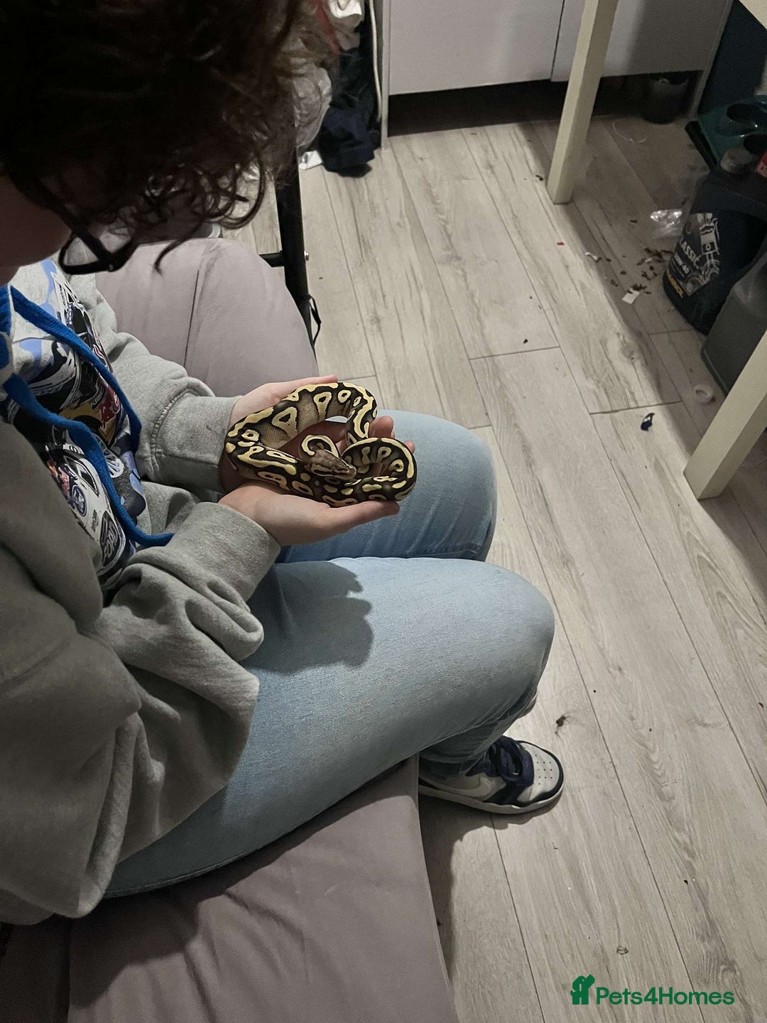 Python Snake reptiles for sale: Ball python looking for new home  - Advert 6