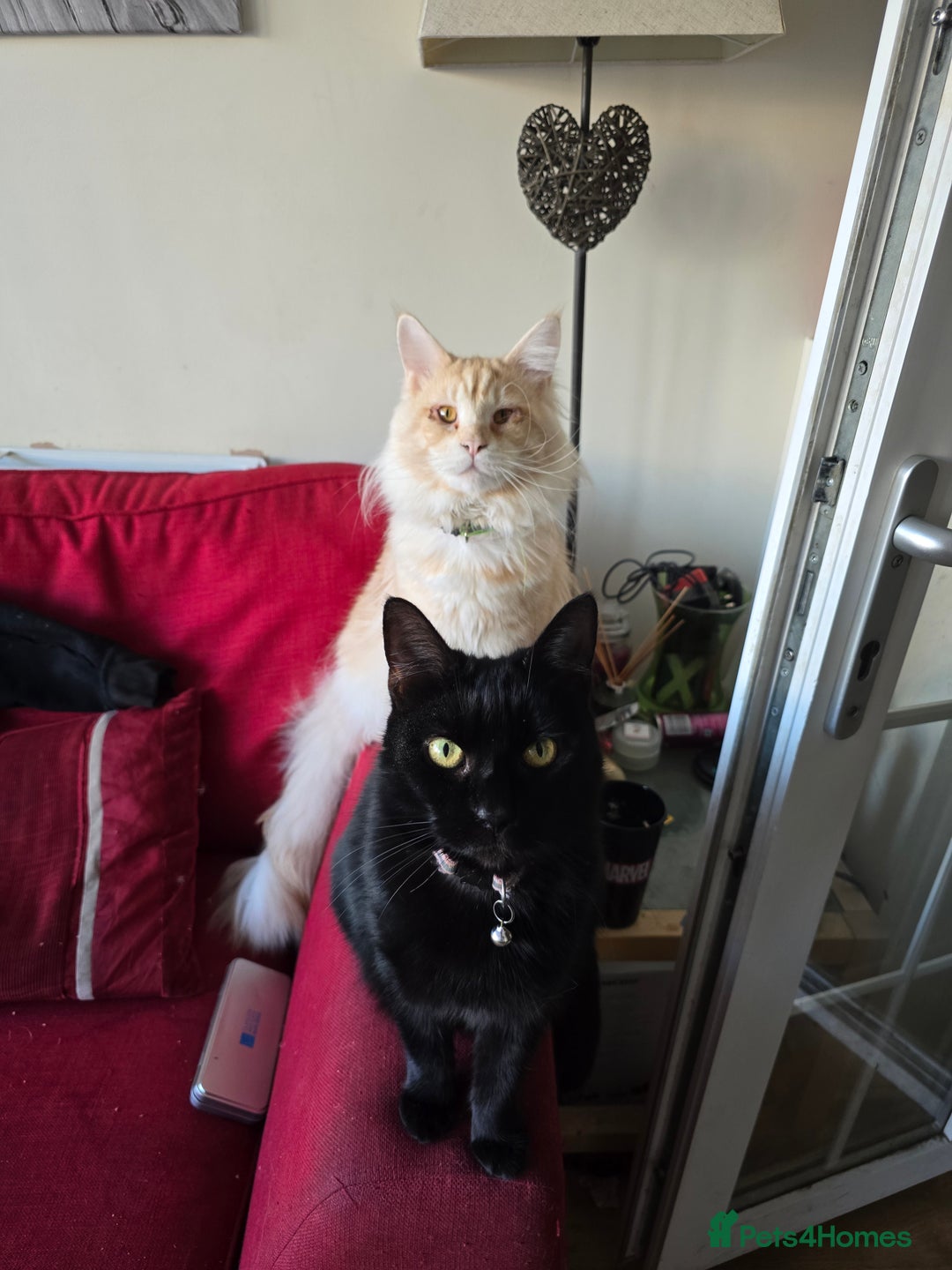 Maine Coon cats for stud: Eric Cartman - Image 5