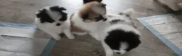 Pomeranian dogs for sale: pomeranian puppies  forsale - Advert 9