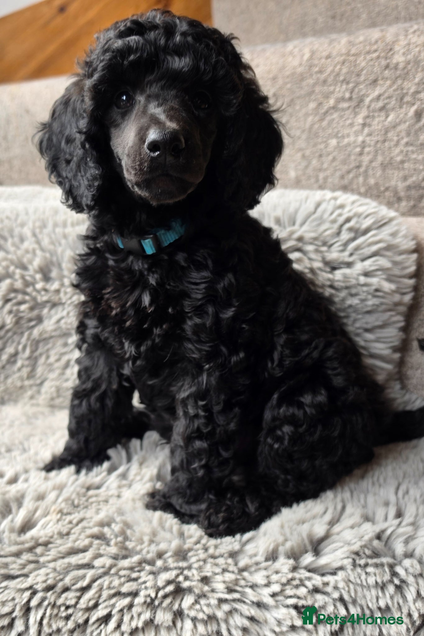 Poodle dogs for sale: Exceptional health tested Moyen Poodles  - Advert 7