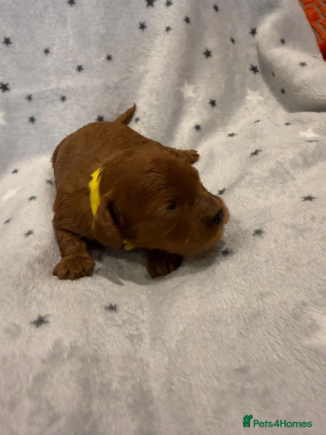 Cavapoo dogs for sale: F1 2 Boys 2 Girls available - Advert 4