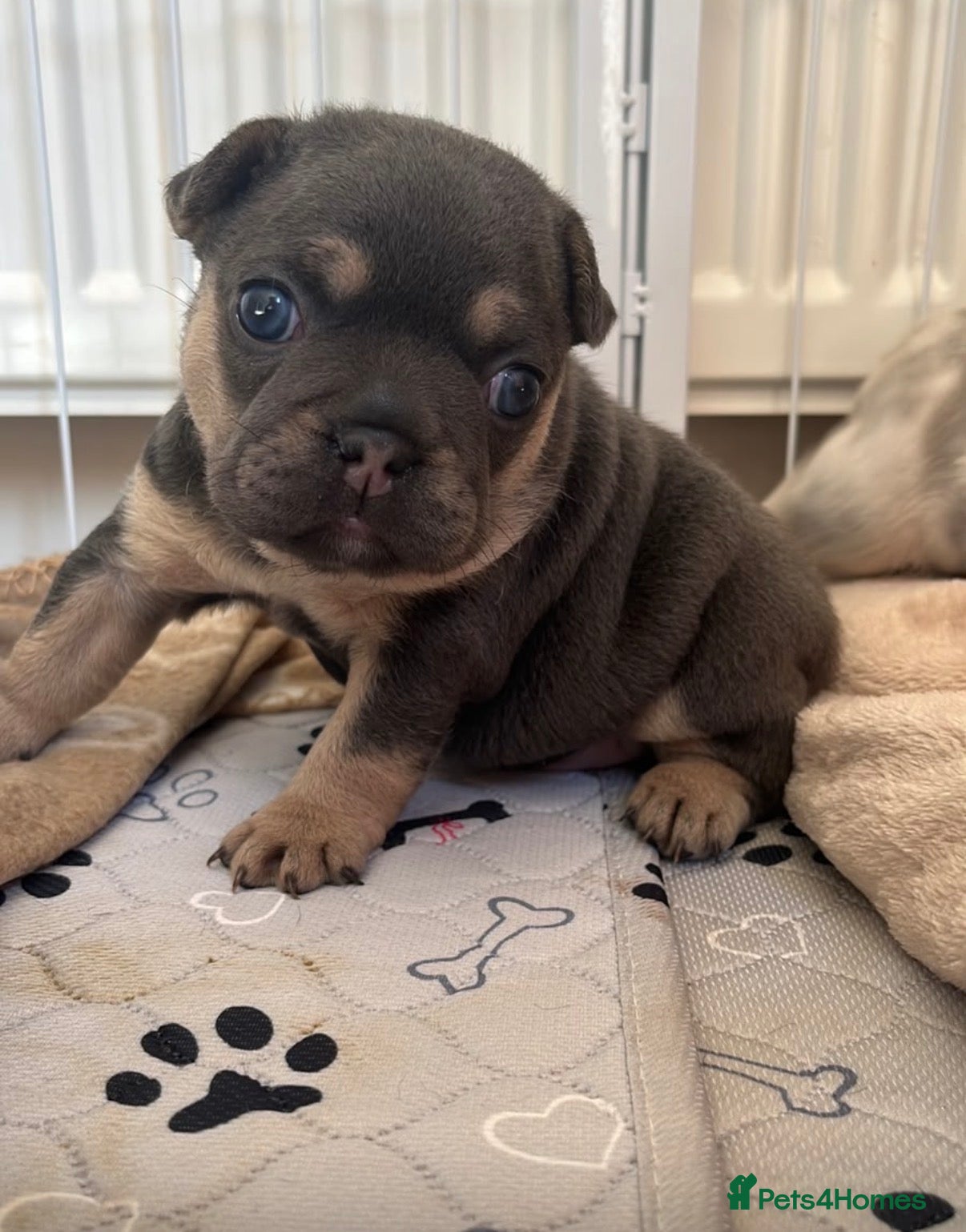 French Bulldog dogs FULL KC REG FRENCH BULLDOG  - Advert 11