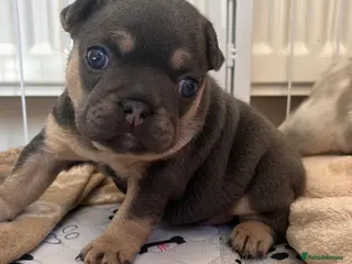 French Bulldog dogs FULL KC REG FRENCH BULLDOG - Advert 11