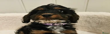 Merlin