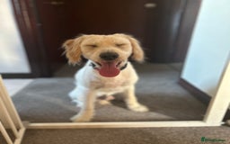Labradoodle dogs for sale: 10 month old labradoodle buddy  - Image 2