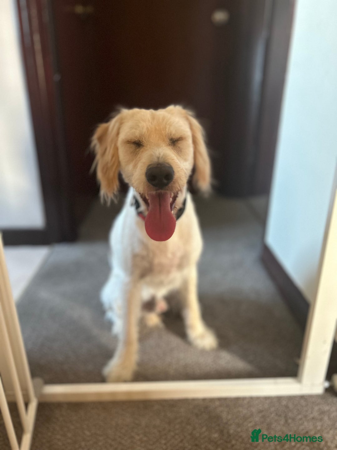 Labradoodle dogs for sale: 10 month old labradoodle buddy  - Image 2