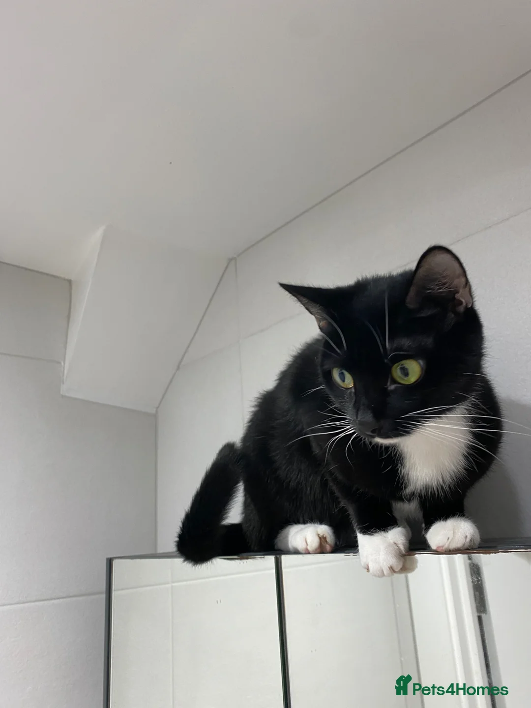 British Shorthair cats for sale: Two cats needing a new home together in Harrow - Advert 2