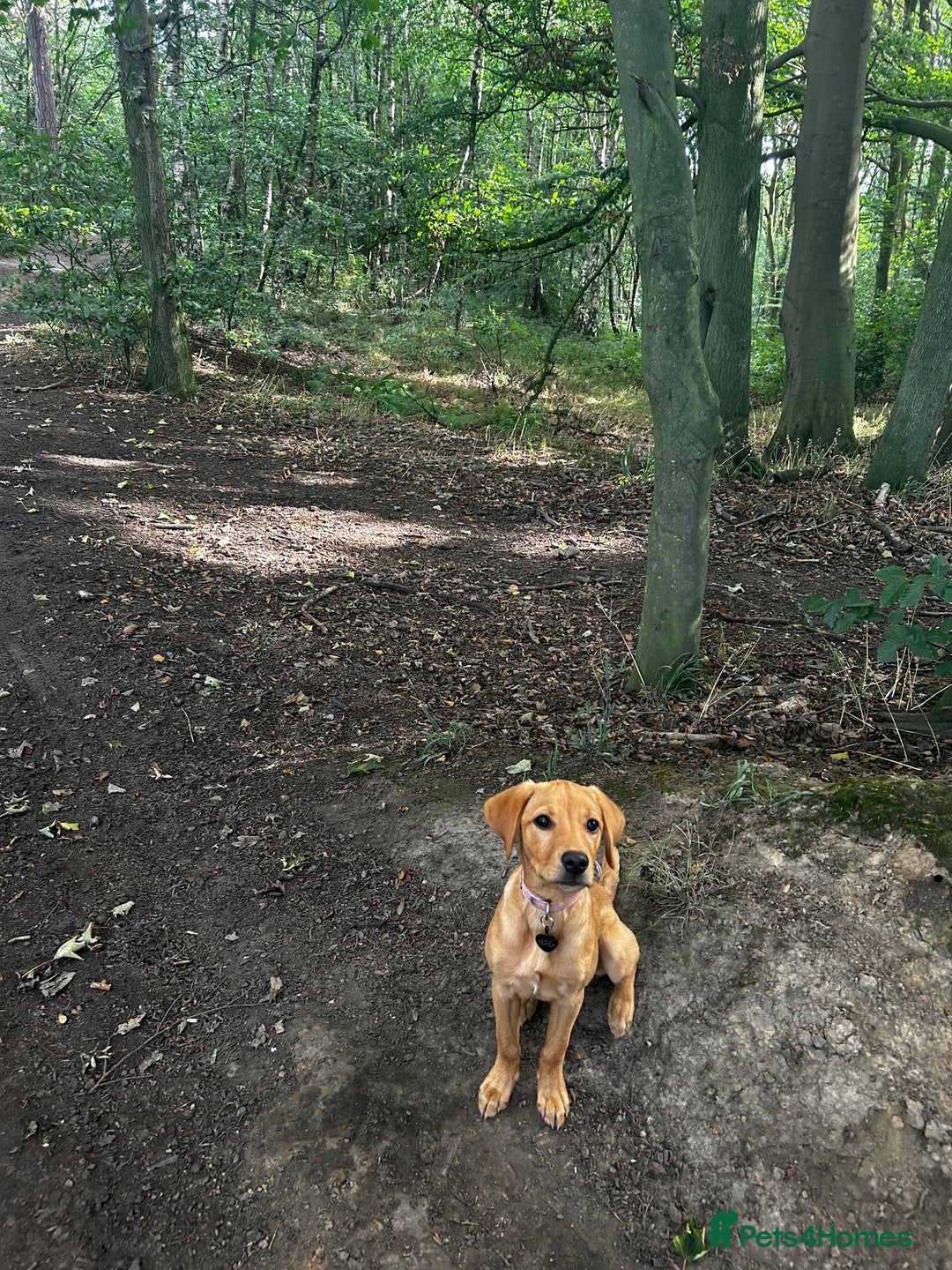 Labrador Retriever dogs for sale: Trained Labrador for sale  - Image 2