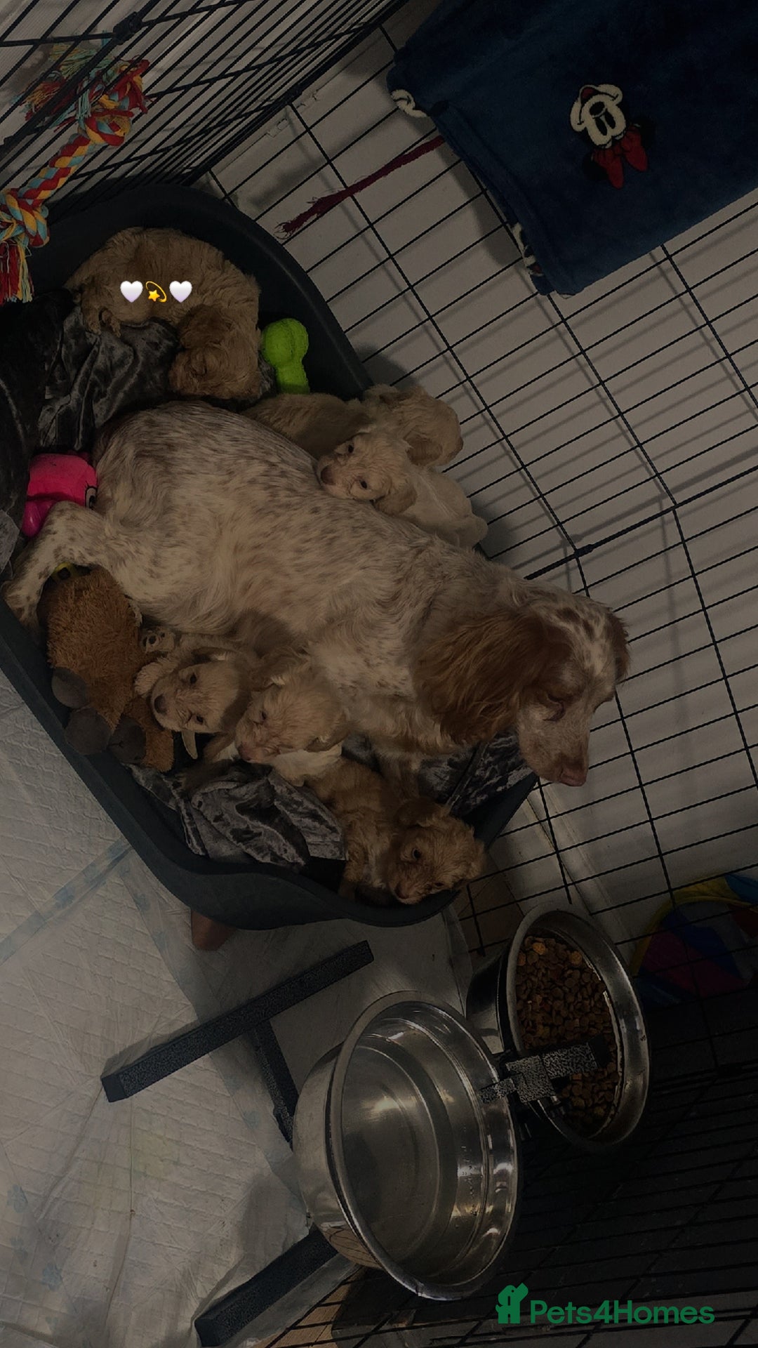 Cockapoo dogs for sale: Beautiful cockerpoos  - Image 7