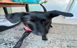 Whippet dogs for adoption: ASH-12 months,Medium,playful/friendly/loves people - Image 3