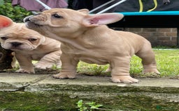 French Bulldog dogs for sale: French Bulldog puppies 3 girls and 3 boys - Image 16