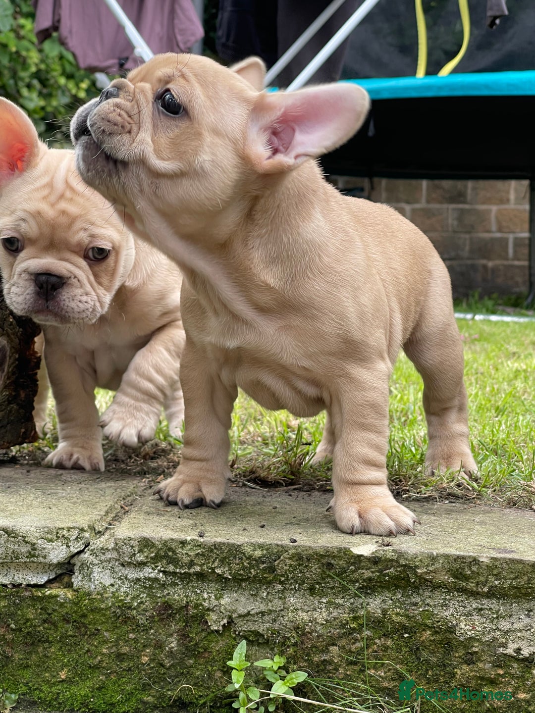 French Bulldog dogs for sale: French Bulldog puppies 3 girls and 3 boys - Image 16