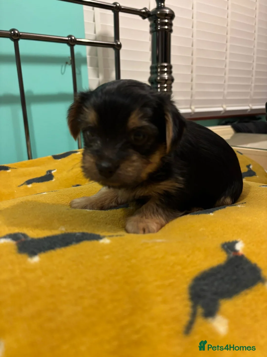 Yorkshire Terrier dogs for sale: 4 Stunning Miniature Yorkshire terriers for sale  - Advert 12