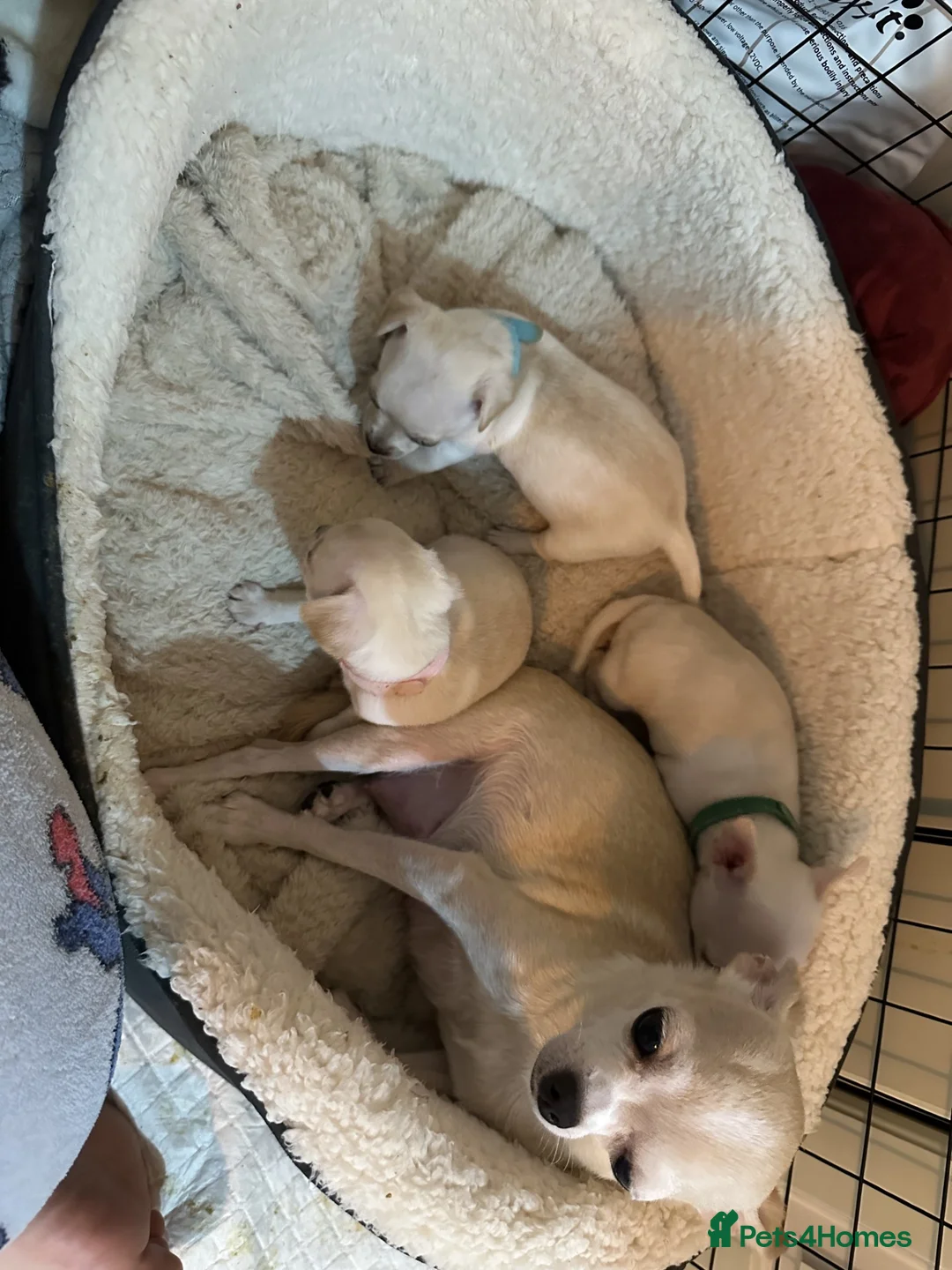 Chihuahua dogs for sale: 3 Chihuahua Puppies - Advert 2