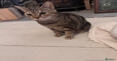 British Longhair cats 2 Ginger Males and one Torty/tabby girl - Advert 12