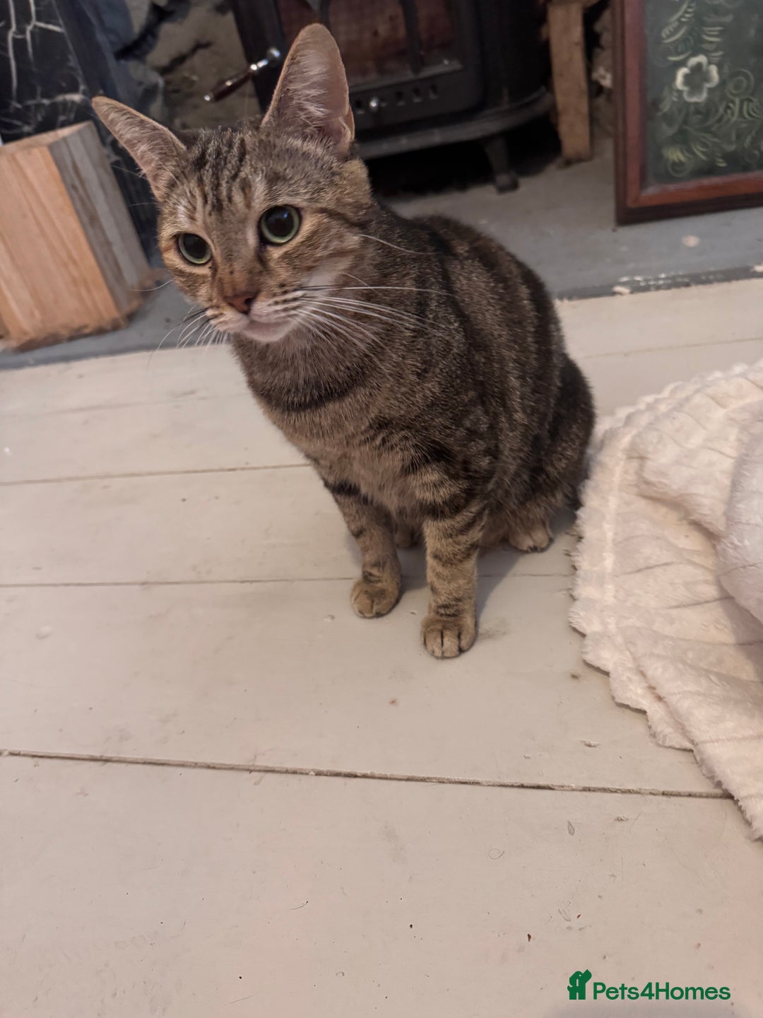 British Longhair cats for sale: 2 Ginger Males and one Torty/tabby girl - Advert 2