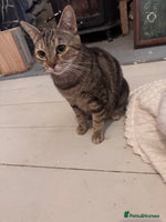 British Longhair cats 2 Ginger Males and one Torty/tabby girl - Advert 4