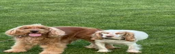 Cocker Spaniel dogs for sale: Show cocker spaniels  - Advert 6