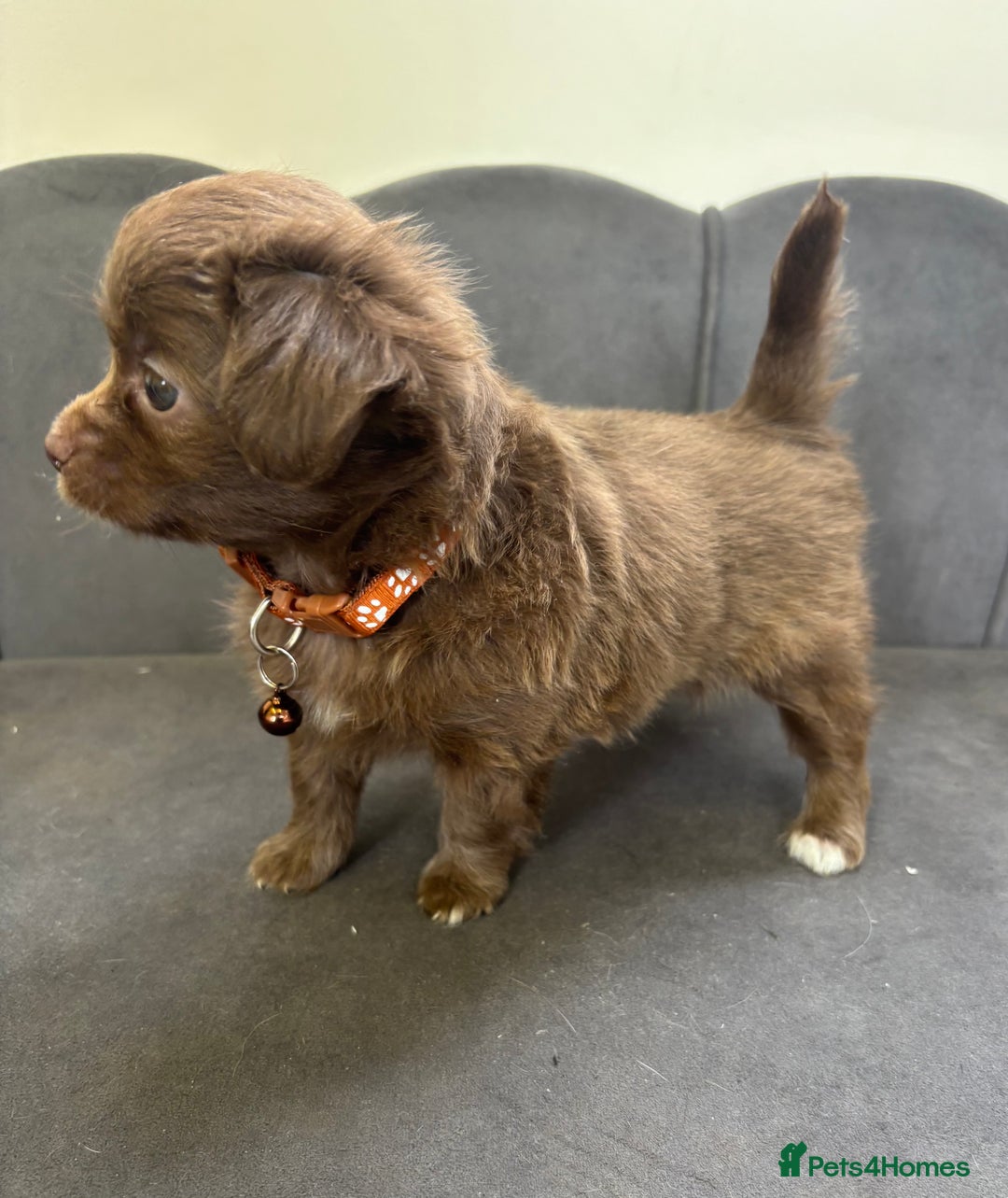 Chipoo dogs for sale: Stunning Chipoo Pups DNA Health Tested - Image 28