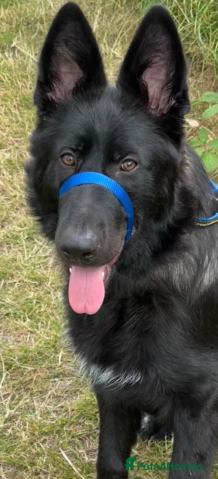 German Shepherd dogs Beautiful 9mth old black gsd  - Advert 9