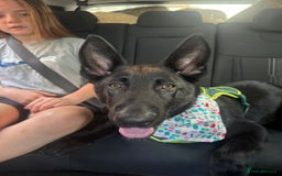 German Shepherd dogs for sale: GERMAN SHEPHERD BOY 6 MONTHS OLD IN SCARBOROUGH  - Image 5