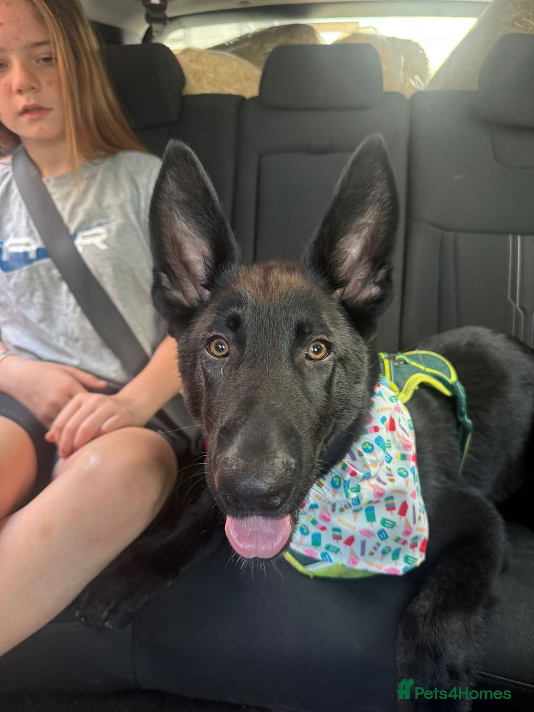 German Shepherd dogs for sale: GERMAN SHEPHERD BOY 6 MONTHS OLD IN SCARBOROUGH  - Image 5