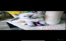 Ragdoll cats for sale: Ragdoll kittens due - Image 10