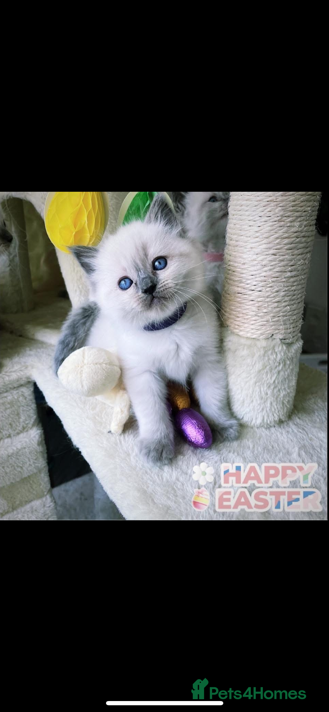 Ragdoll cats for sale: Ragdoll kittens due - Image 10
