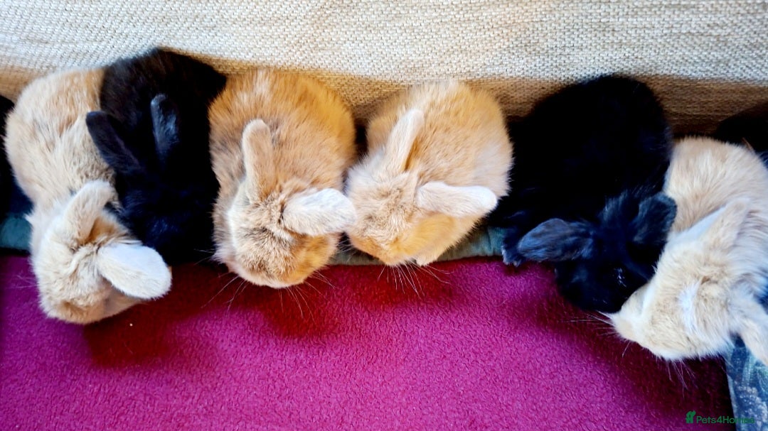 Mini Lop rabbits 🐰6 Mini Lop x Angora Baby Bunnies for Sale🐰 - Advert 2