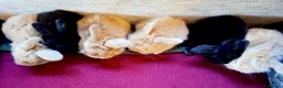 Mini Lop rabbits for sale: 🐰6 Mini Lop x Angora Baby Bunnies for Sale🐰 - Advert 2