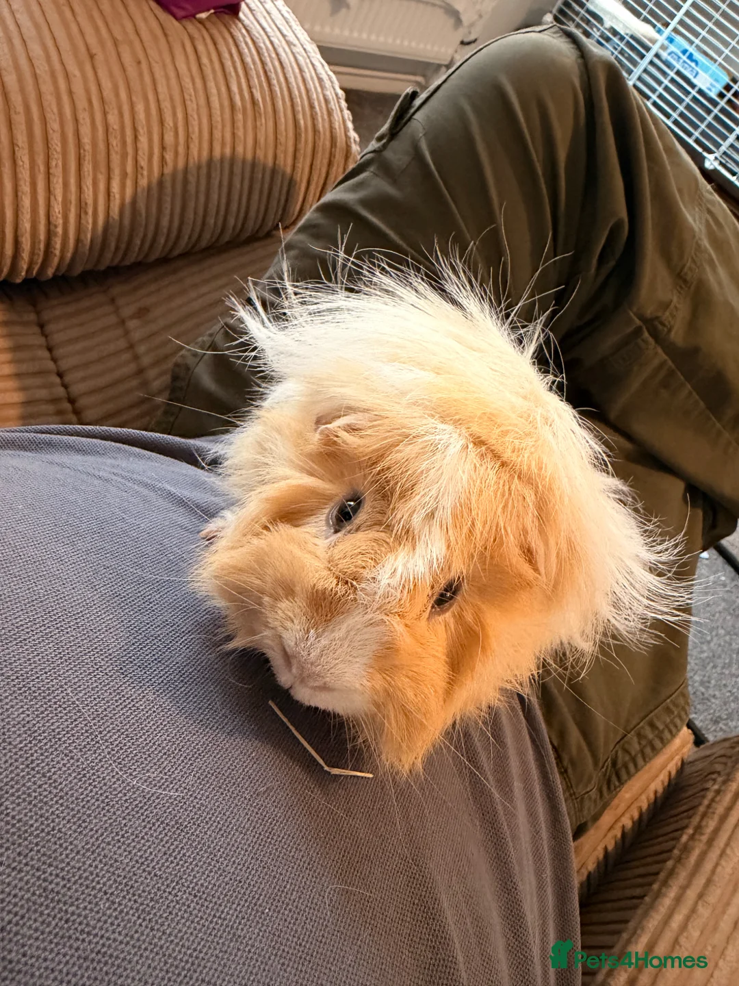 Guinea Pig rodents for sale: Boar guinea pig Abyssinian  - Advert 5