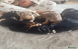 Miniature Dachshund dogs for sale: dapple dachshund puppies available  - Image 4