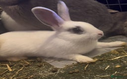 Mixed Breed rabbits for sale: Rabbits for sell. - Image 2