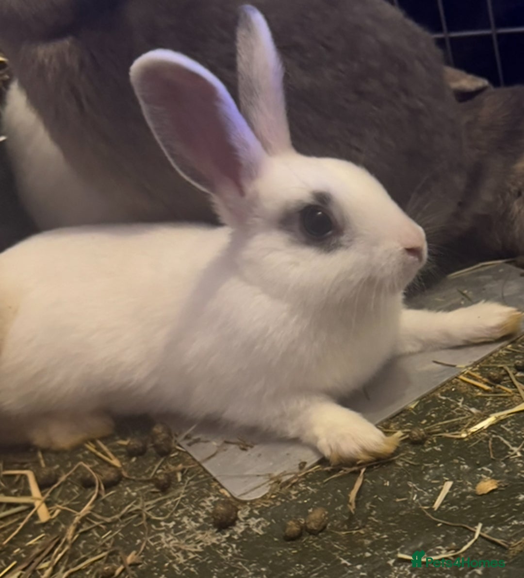 Mixed Breed rabbits for sale: Rabbits for sell. - Image 2