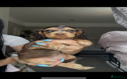 Cocker Spaniel dogs for sale: 7 beautiful chocolate sable cocker spaniels - Image 17