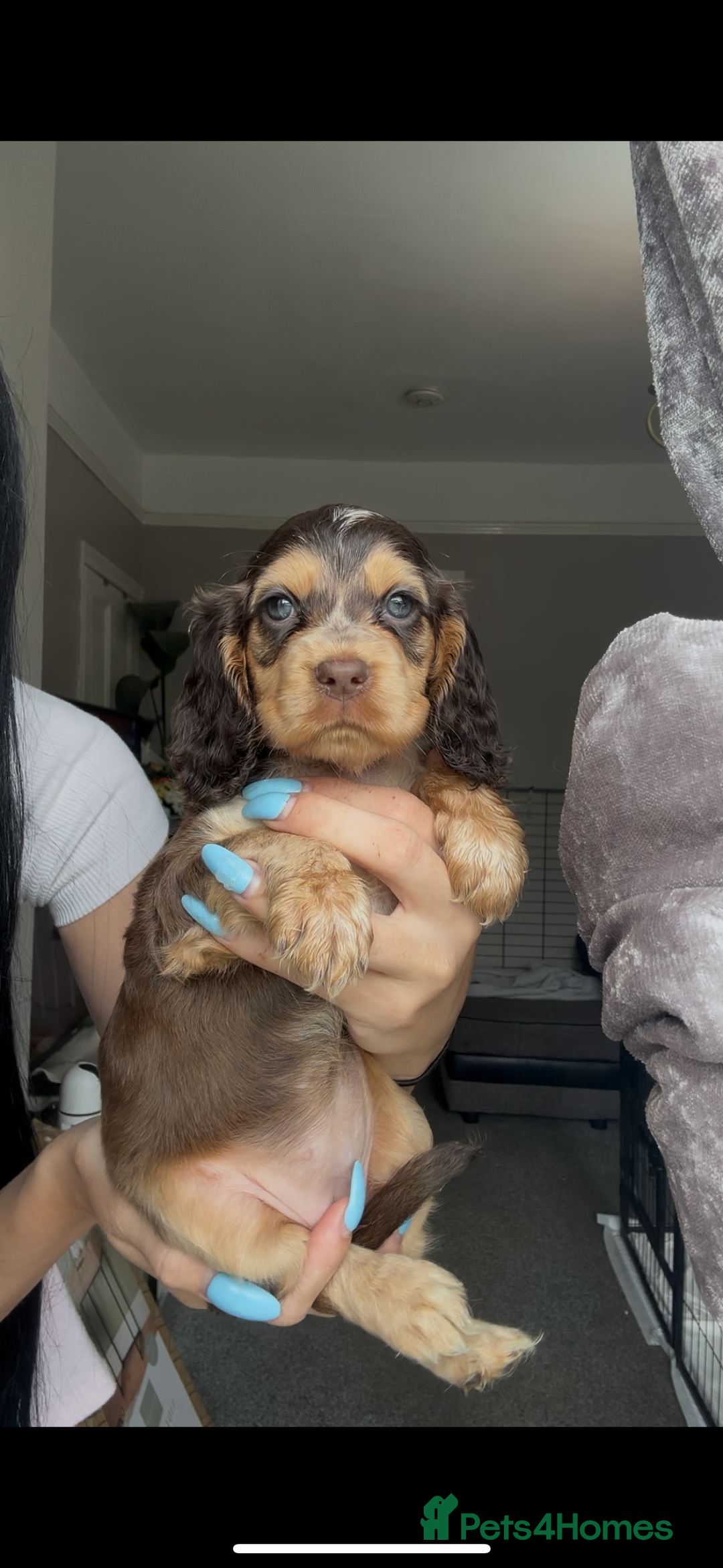 Cocker Spaniel dogs for sale: 7 beautiful chocolate sable cocker spaniels - Image 17