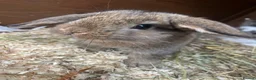 Mixed Breed rabbits for sale: Baby rabbits  - Advert 7