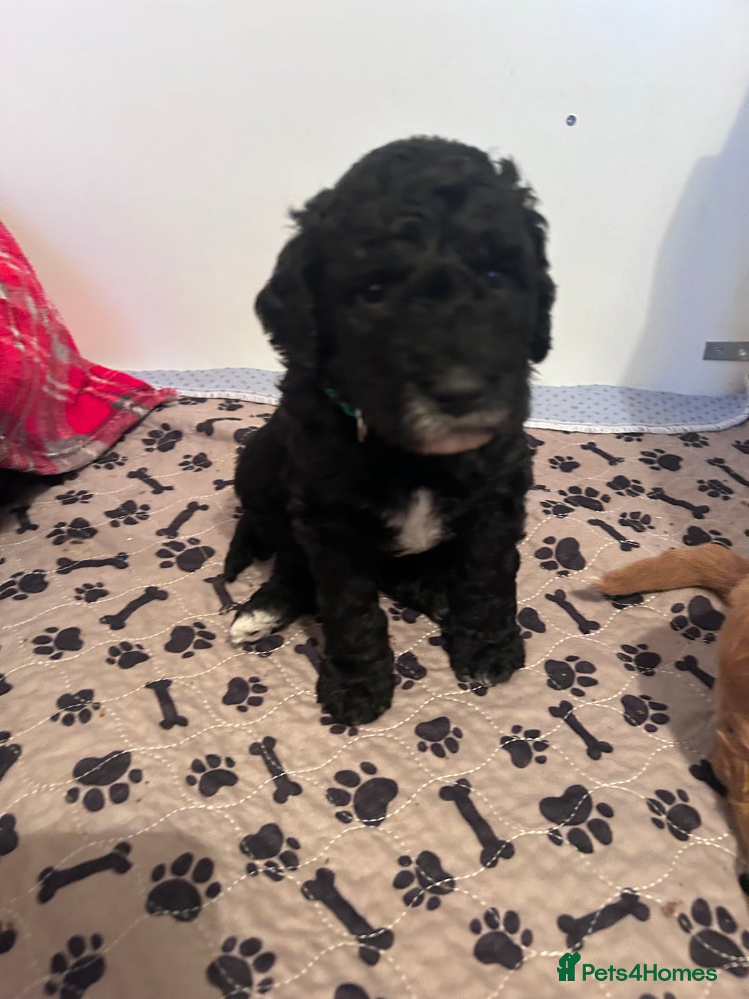 Mixed Breed dogs for sale: Labradoodle Puppies – Fox Red Parti & Black Tuxedo - Advert 6