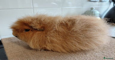 Guinea Pig rodents - Advert 10