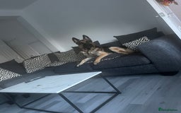 German Shepherd dogs for sale: 3 year old German shepherd pure breed  - Advert 2